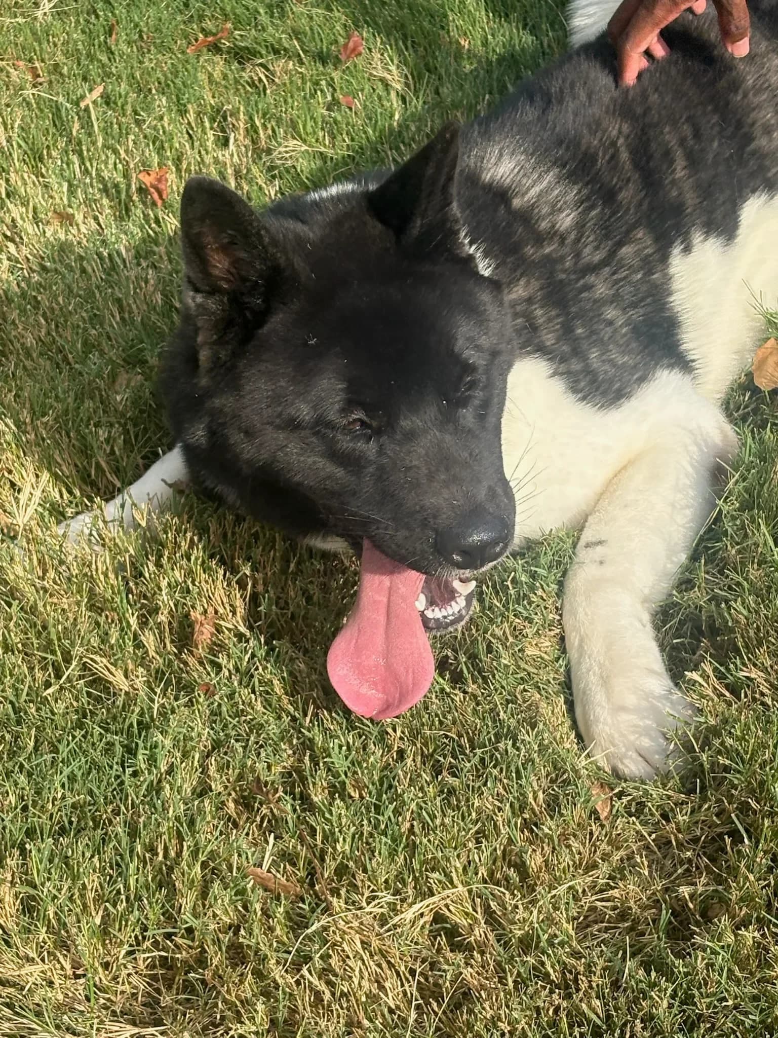 American Akita resting in the grass