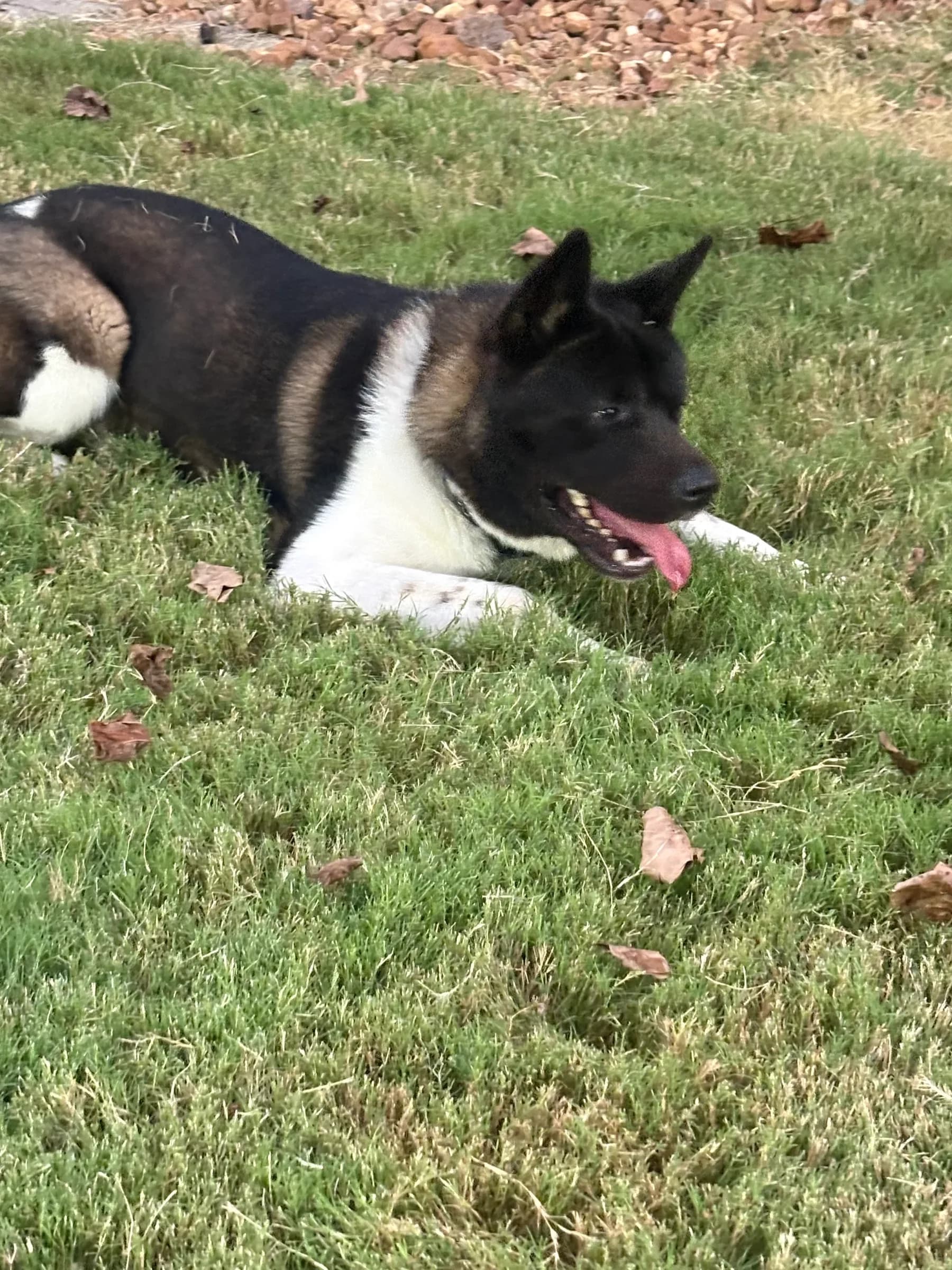 American Akita lying in the grass