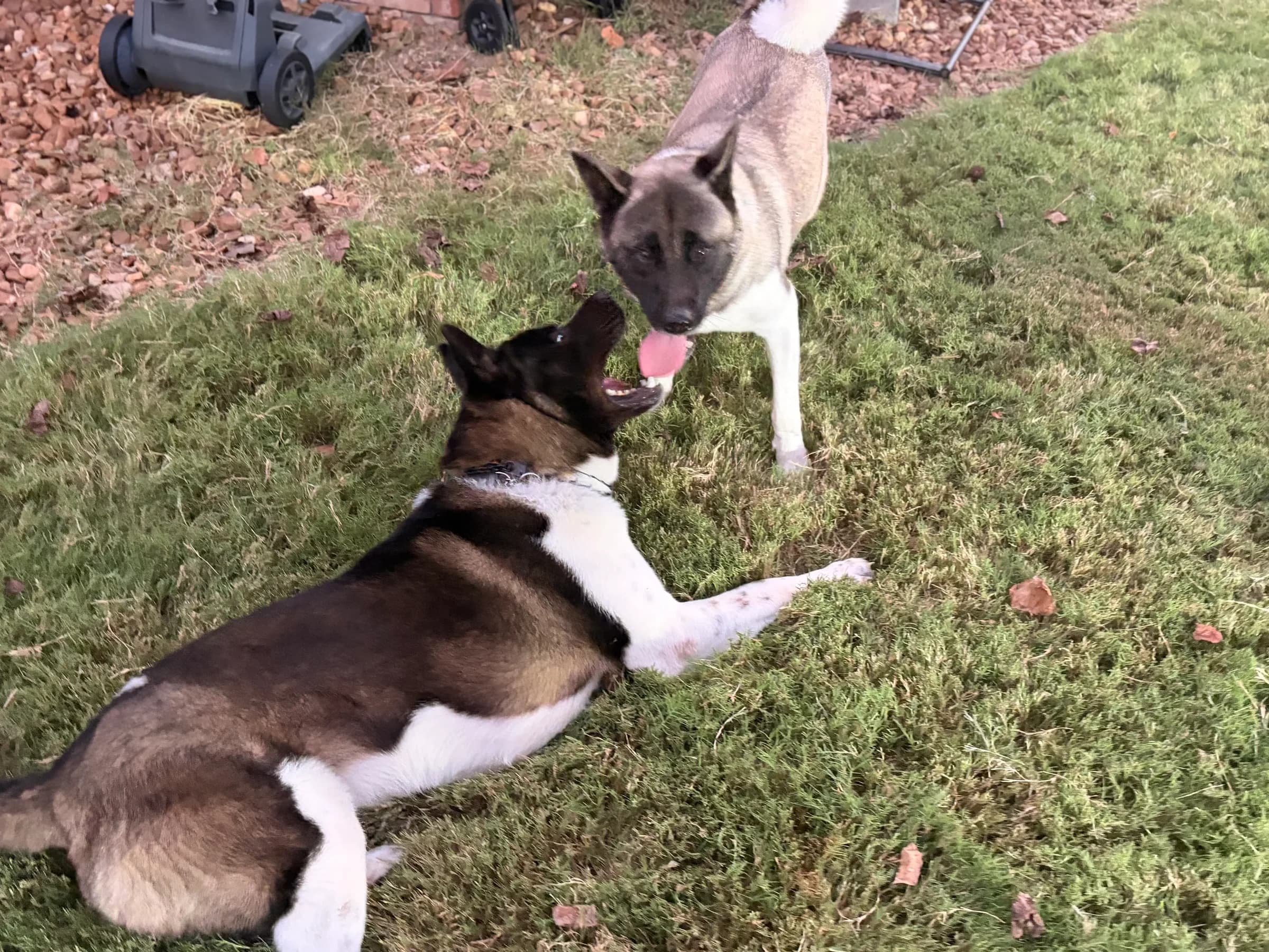 Two American Akitas playing in the yard