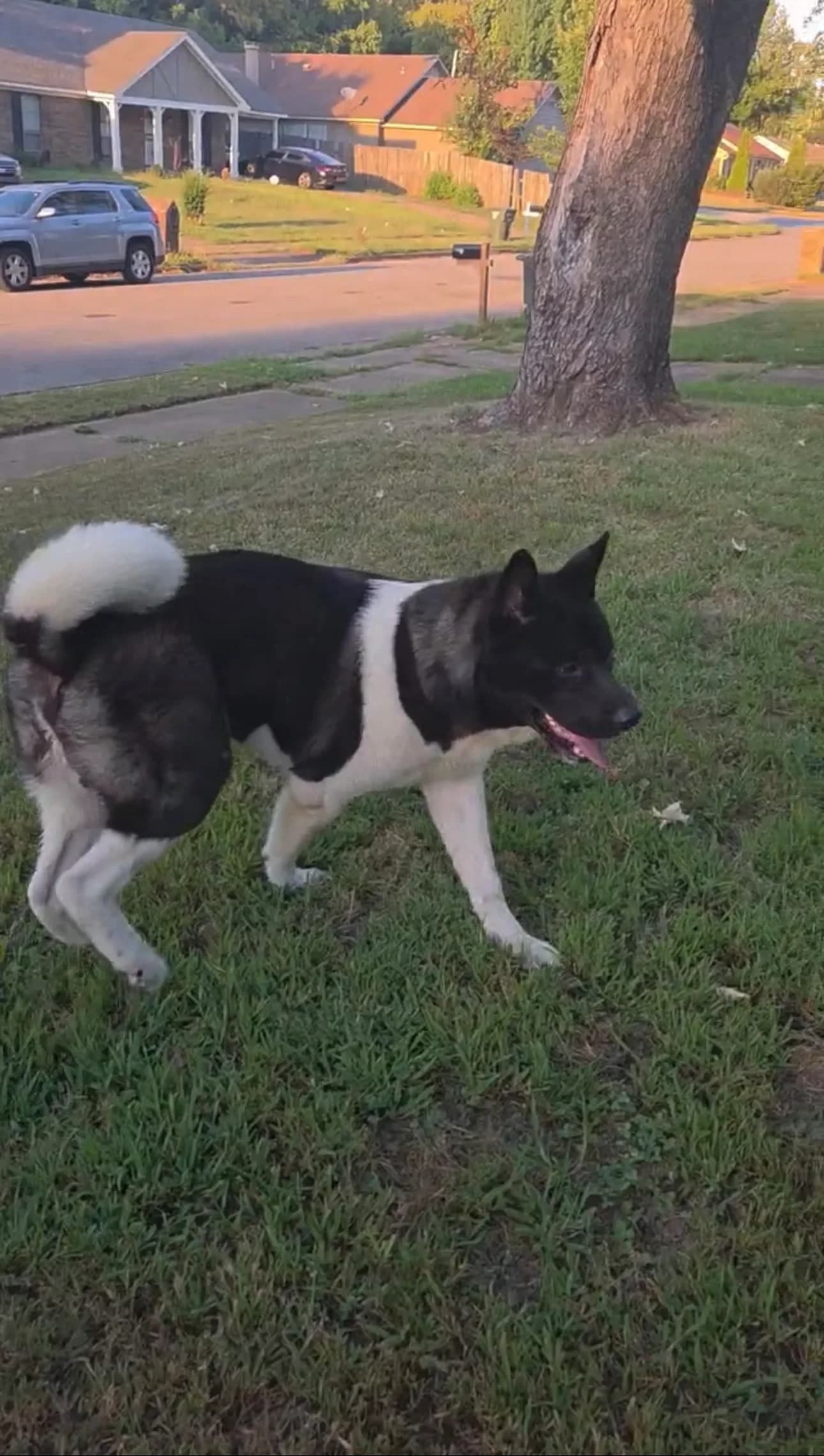 American Akita on an evening walk