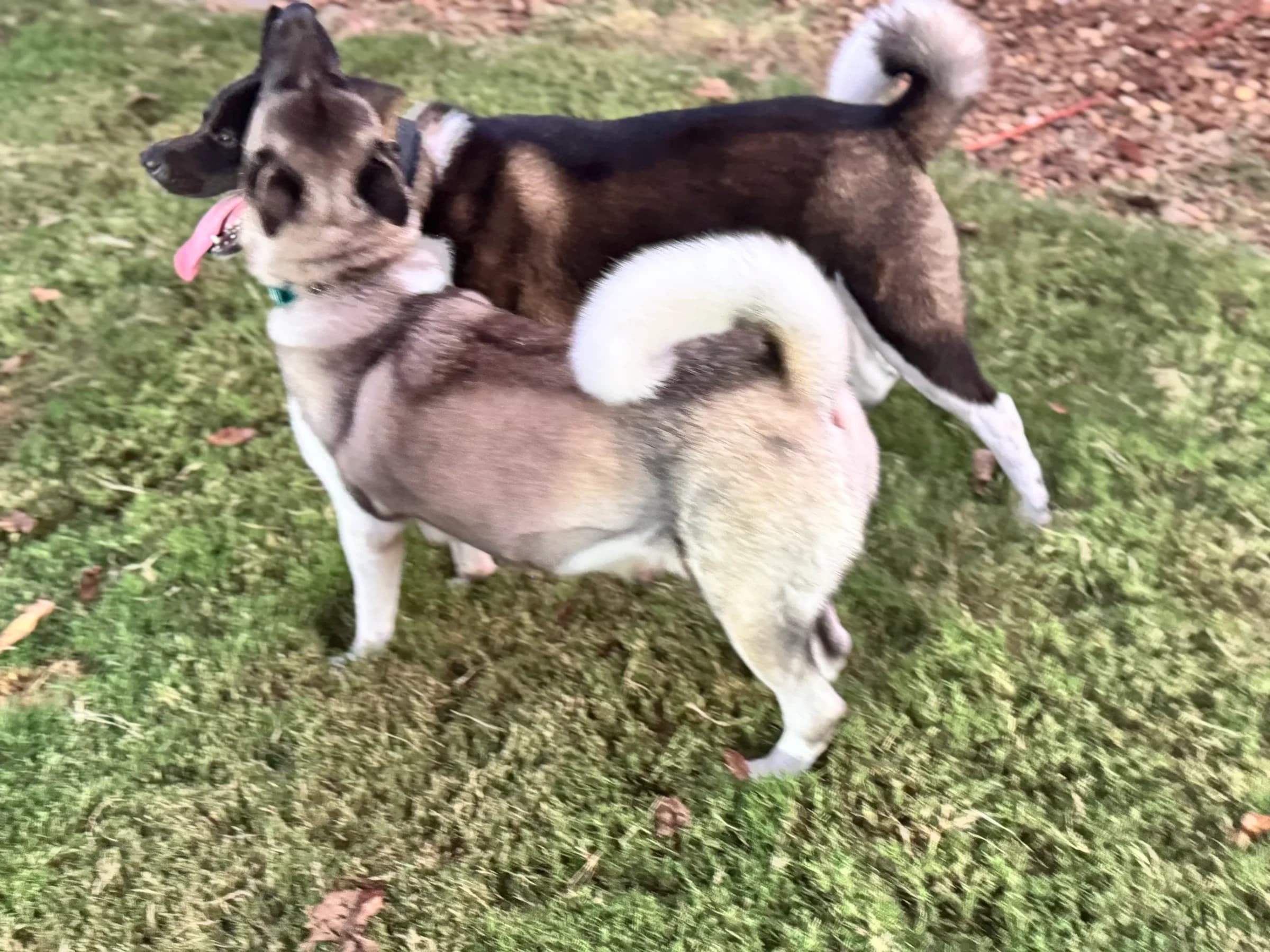American Akita at Briwder Kennels