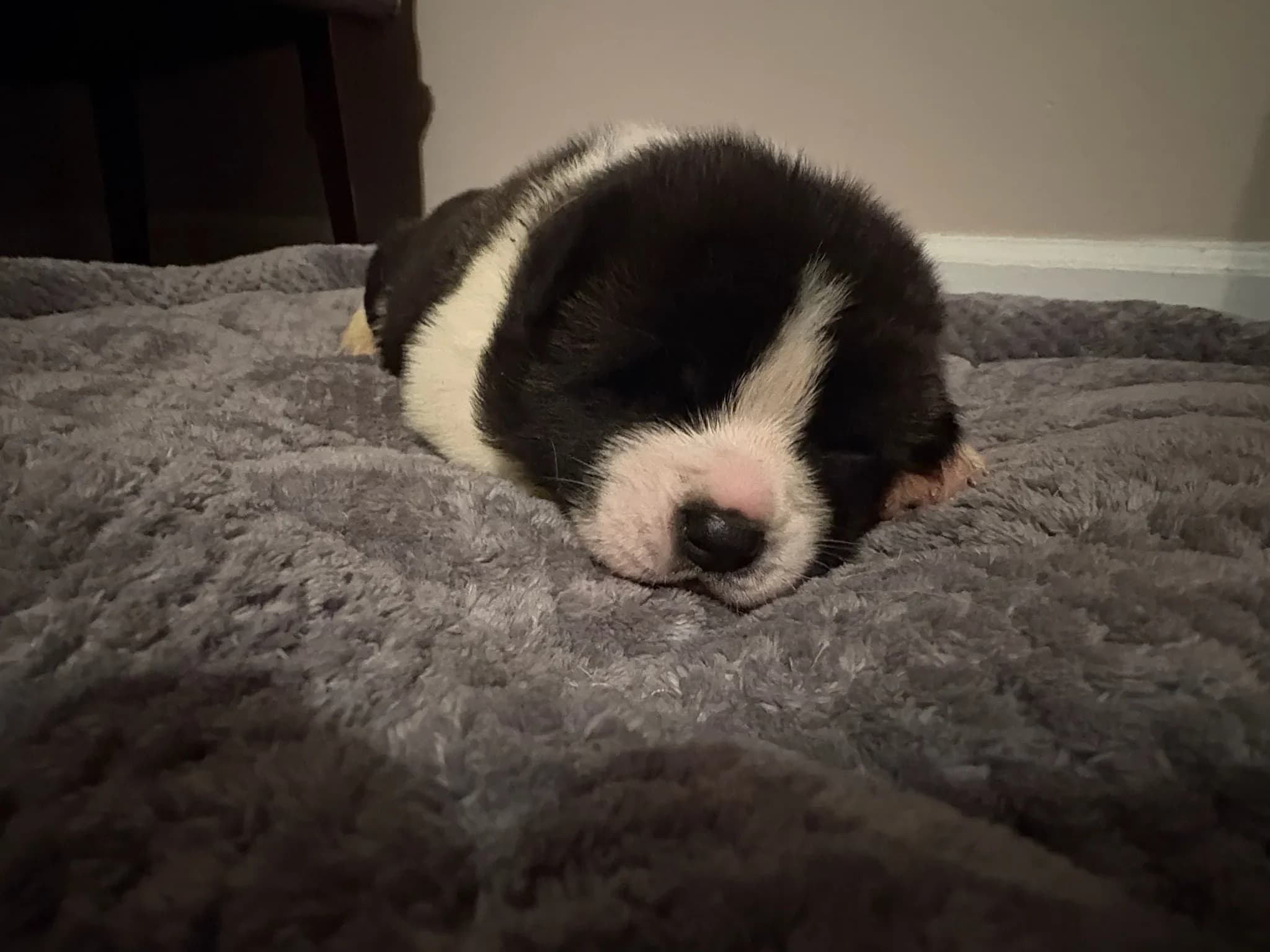 Akita puppy napping on a blanket