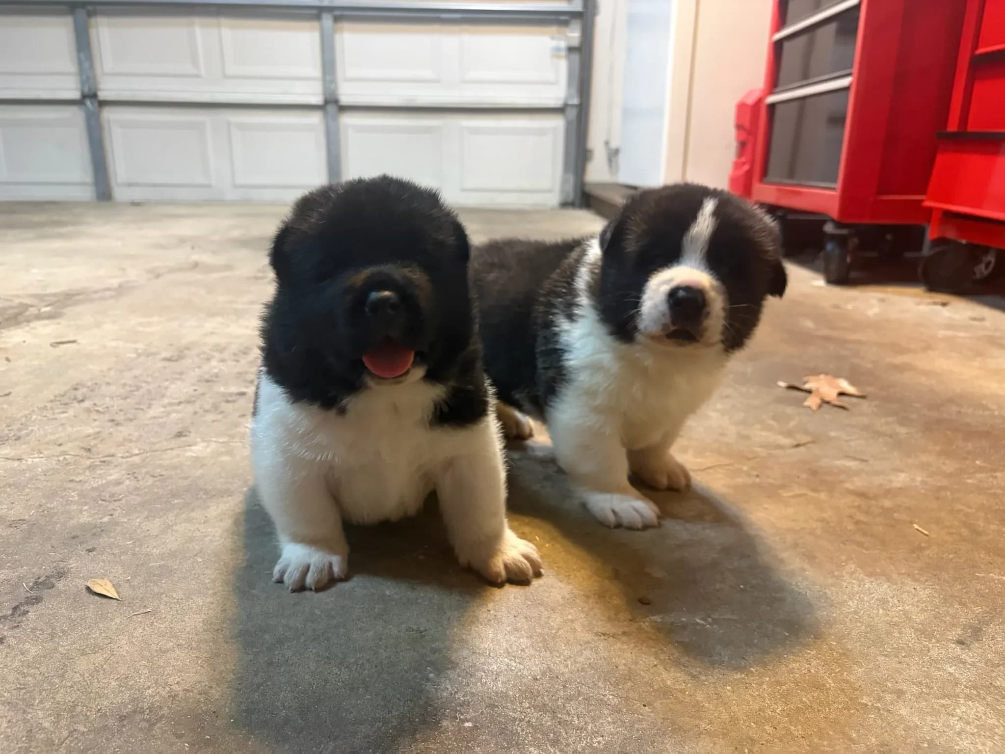 Two Akita puppies