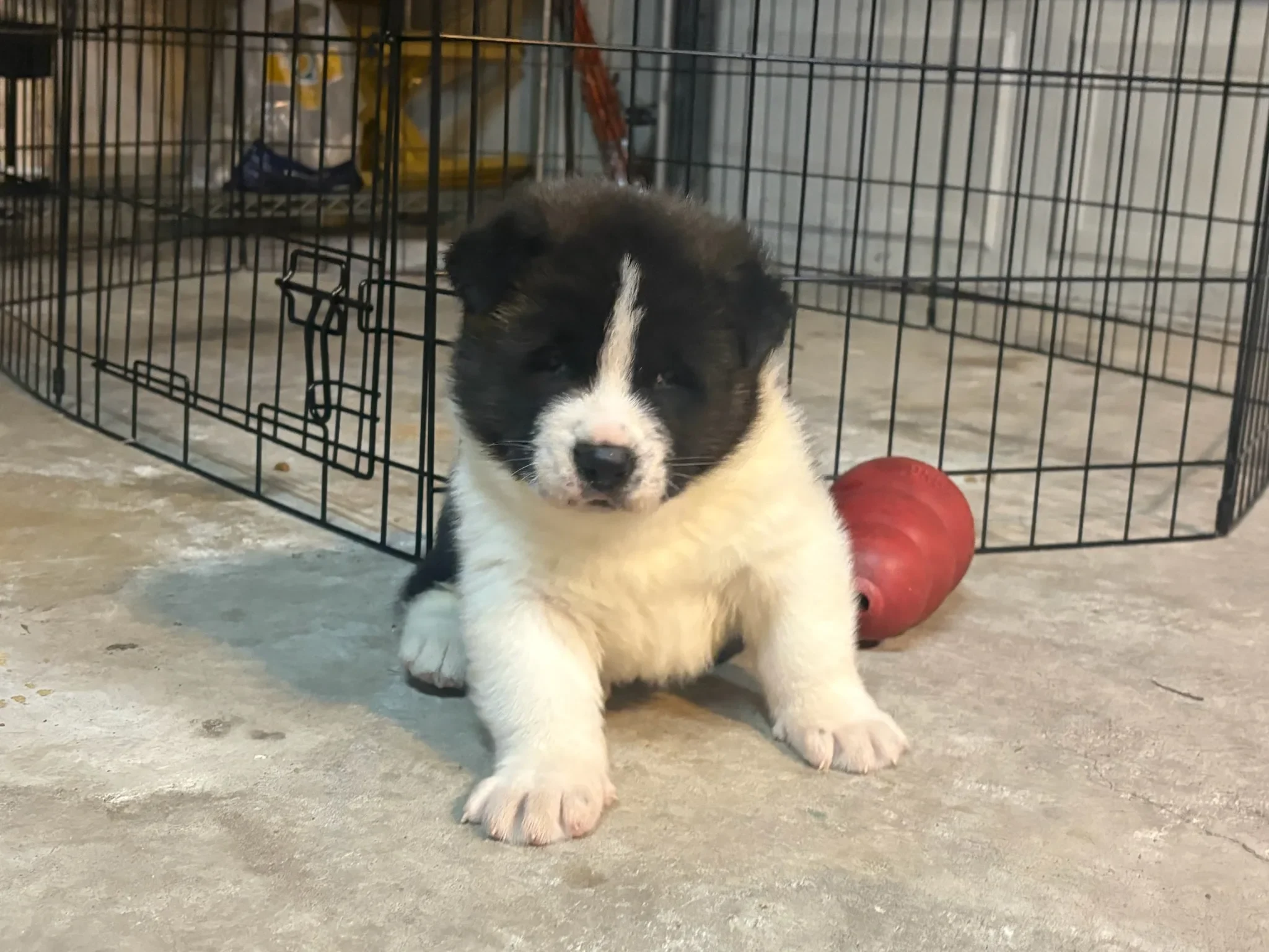 American Akita puppy at Briwder Kennels