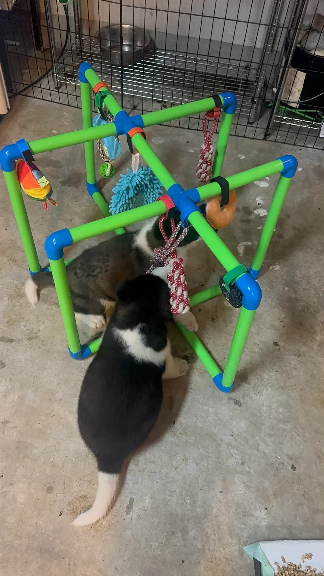 Akita puppy with an enrichment toy